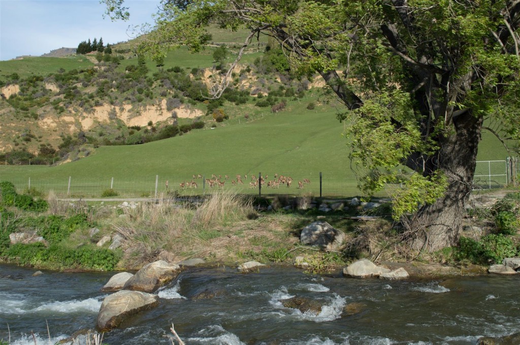 Cardrona River Deer Paddock